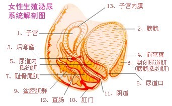  性器官 的接触也就难以达到充分